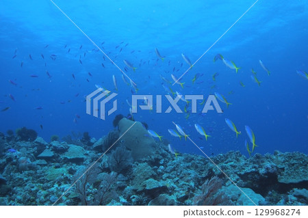 一群侏儒黃貂魚和藍色的大海 - 水下照片 129968274