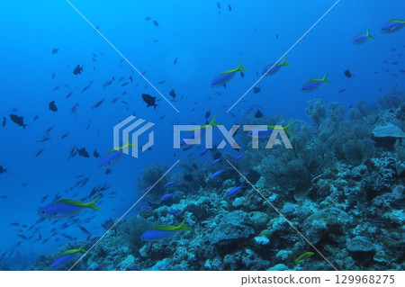 一群侏儒黃貂魚和藍色的大海 - 水下照片 129968275
