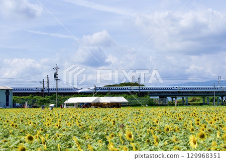 Sunflower field and Tokaido Shinkansen Sunflower field and Tokaido Shinkansen 129968351