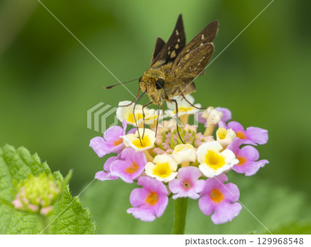 A skipper butterfly drinking nectar from a lantana A skipper butterfly drinking nectar from a lantana 129968548