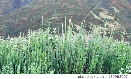 A stunning and scenic mountain landscape adorned with vibrant wildflowers in bloom 129968602