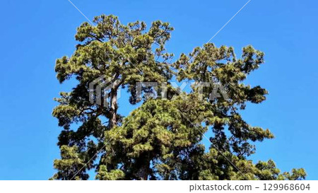Majestic Pine Trees Standing Tall and Proud Against a Perfectly Clear and Blue Sky Above Them Majestic Pine Trees Standing Tall and Proud Against a Perfectly Clear and Blue Sky Above Them 129968604