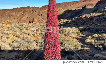 A Stunning Red Towering Flowering Plant Thrives in an Expansive Arid Landscape Setting A Stunning Red Towering Flowering Plant Thrives in an Expansive Arid Landscape Setting 129968620
