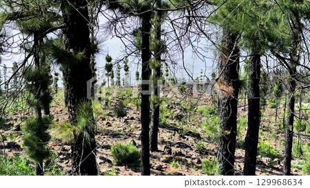 A Beautiful and Lush Forest Landscape Featuring Young Pines Surrounded by Rocky Ground 129968634