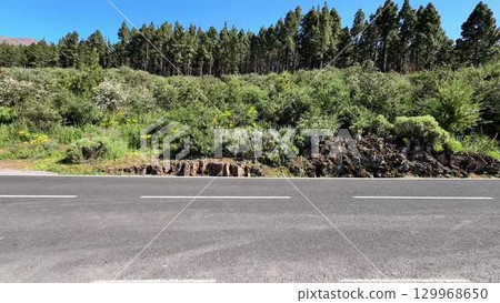 Lush Greenery Gracefully Lining a Beautifully Scenic Road Vividly Surrounded by Nature 129968650