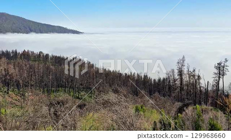 A Scenic PostWildfire Landscape Enveloped in Misty Fog That Invites Exploration and Reflection 129968660