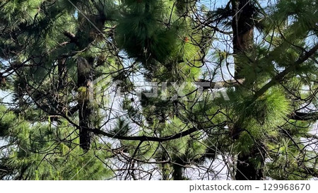 Lush and Vibrant Green Pine Tree Branches Beautifully Set Against a Bright Blue Sky Above 129968670