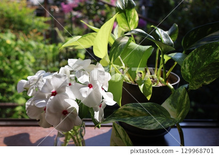 Decorating a windowsill with cut back Madagascar periwinkle and pothos 129968701