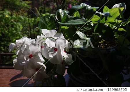 用修剪過的馬達加斯加長春花和綠蘿裝飾窗台 129968705