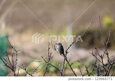 A brown-eared bulbul resting on a tree branch A brown-eared bulbul resting on a tree branch 129968771