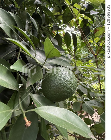 Citrus fruits in the garden 129968935