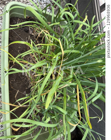 Home garden 129968936