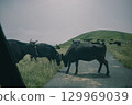 Cattle grazing on Chiburi Island in the Oki Islands in early summer 129969039