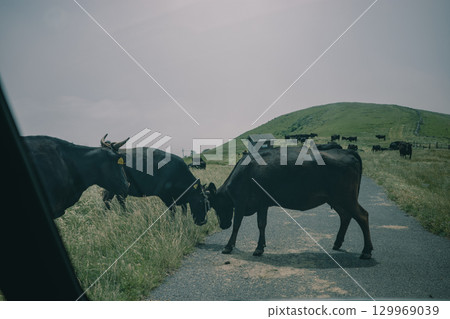 初夏時節，隱岐群島的千振裡島上的牛群正在吃草 129969039