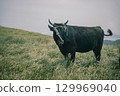 Cattle grazing on Chiburi Island in the Oki Islands in early summer 129969040