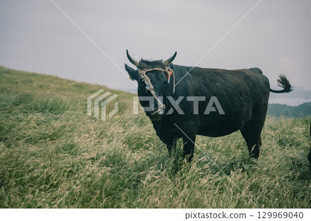 Cattle grazing on Chiburi Island in the Oki Islands in early summer 129969040