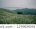 Cattle grazing on Chiburi Island in the Oki Islands in early summer 129969044