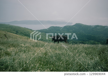 初夏時節，隱岐群島的千振裡島上的牛群正在吃草 129969044