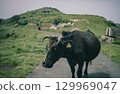 Cattle grazing on Chiburi Island in the Oki Islands in early summer 129969047
