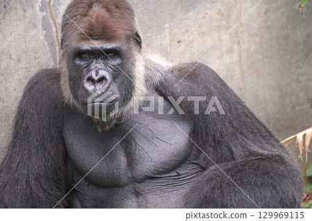 一隻大猩猩慢慢評估動物園裡的客人 129969115
