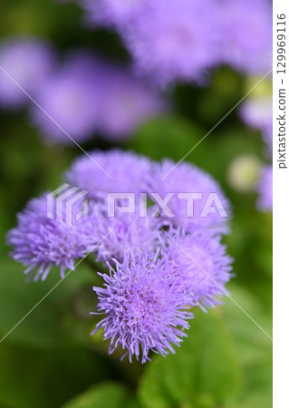 Agereatum花 129969116