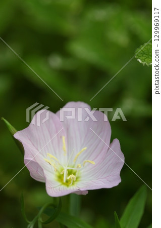 Pink day-blooming evening primrose flowers Pink day-blooming evening primrose flowers 129969117