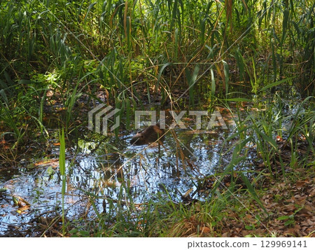 Nutria 129969141