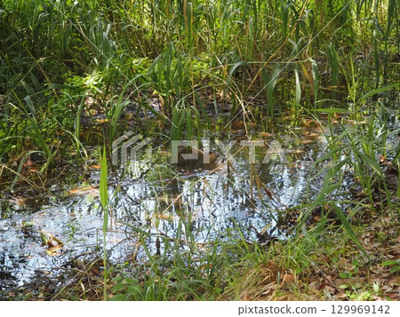Nutria Nutria 129969142