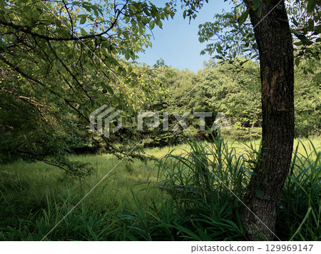 wetland landscape in summer 129969147