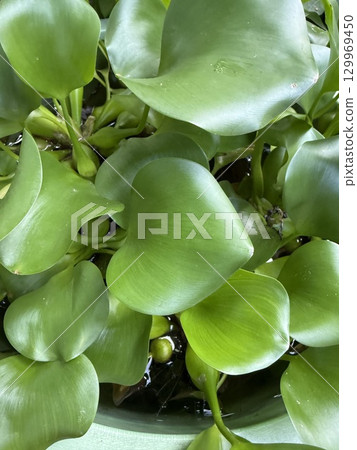 Water hyacinth 129969450