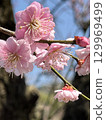 Kobai 129969499