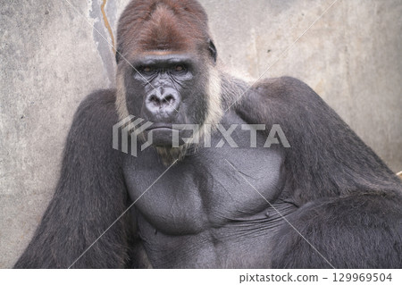 從正面看，一隻面容溫順的大猩猩 129969504