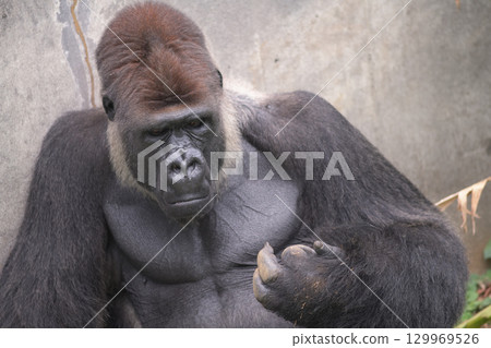 大猩猩回憶著，數著手指，想起了第一次 129969526