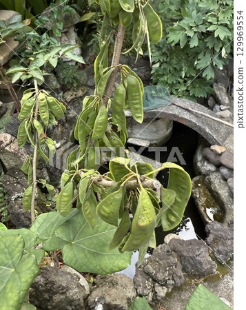 Fruit of Hanazu Fruit of Hanazu 129969554