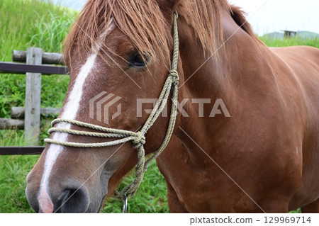 Kusousenri的馬 129969714