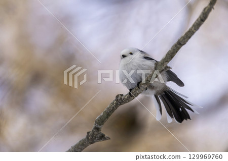 島永依a在樹枝上 島永依a在樹枝上 129969760