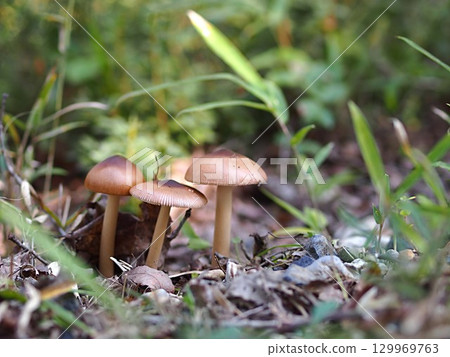 Ecological photograph of Kabairo Tsurutake 129969763