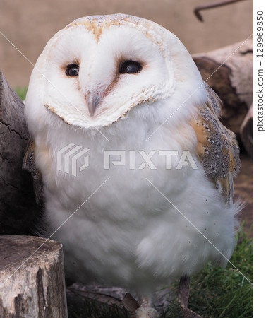 Barn owl 129969850