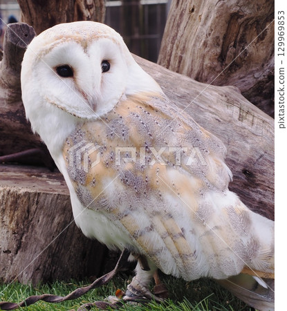 Barn owl 129969853