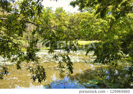 錫吉里耶岩周圍的森林風景 錫吉里耶岩周圍的森林風景 129969860