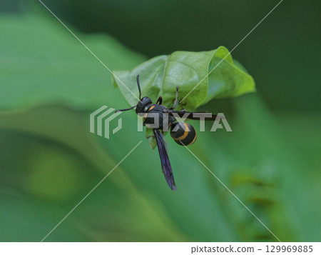 A giant hornet resting on a leaf 129969885