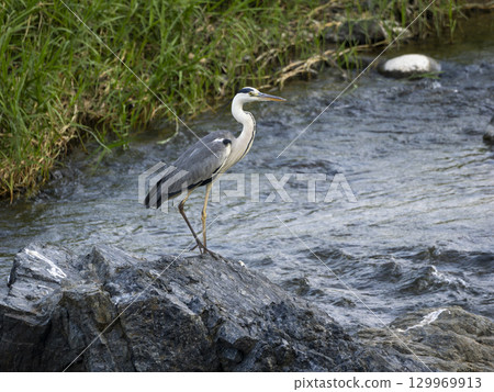 Ao-sama standing on the rock Ao-sama standing on the rock 129969913