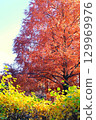 Autumn leaves trees 129969976
