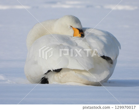 庫查羅湖雪面上睡覺的天鵝 129970017
