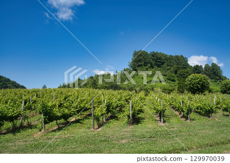夏季葡萄園和藍天 夏季葡萄園和藍天 129970039