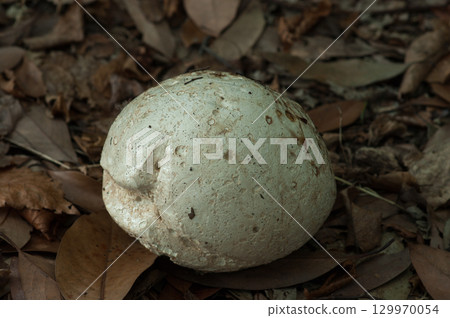 Onyxesbe 129970054