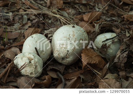 Onyxesbe 129970055