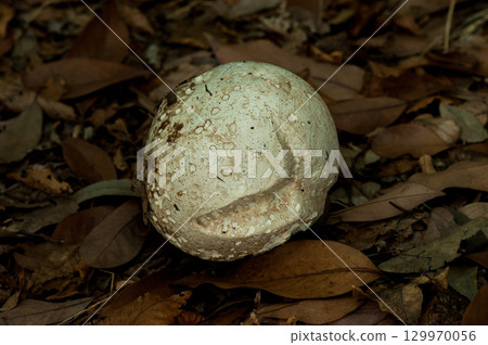 Onyxesbe 129970056