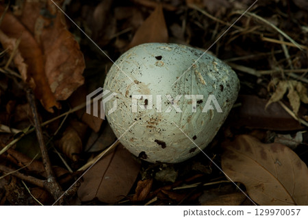 Onyxesbe 129970057