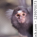 Marmoset 129970073